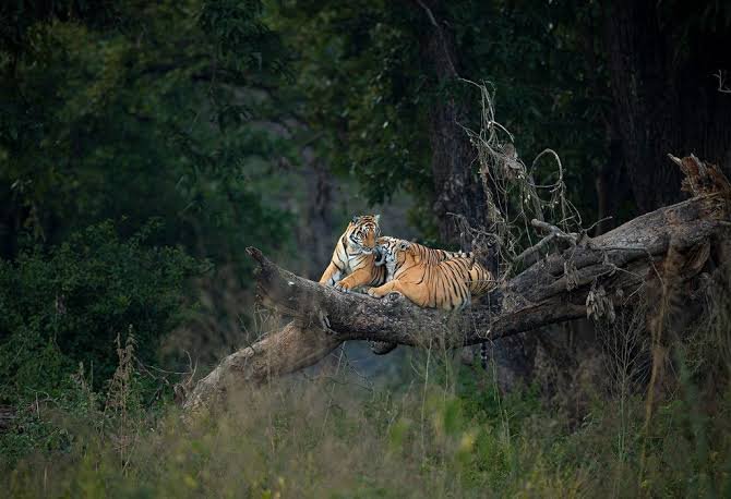 Tiger in Panna Tiger Reserve
